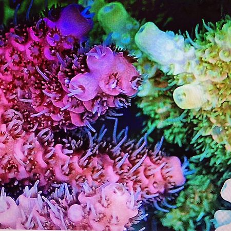 Coral Apartment Târgu-Mureş 外观 照片