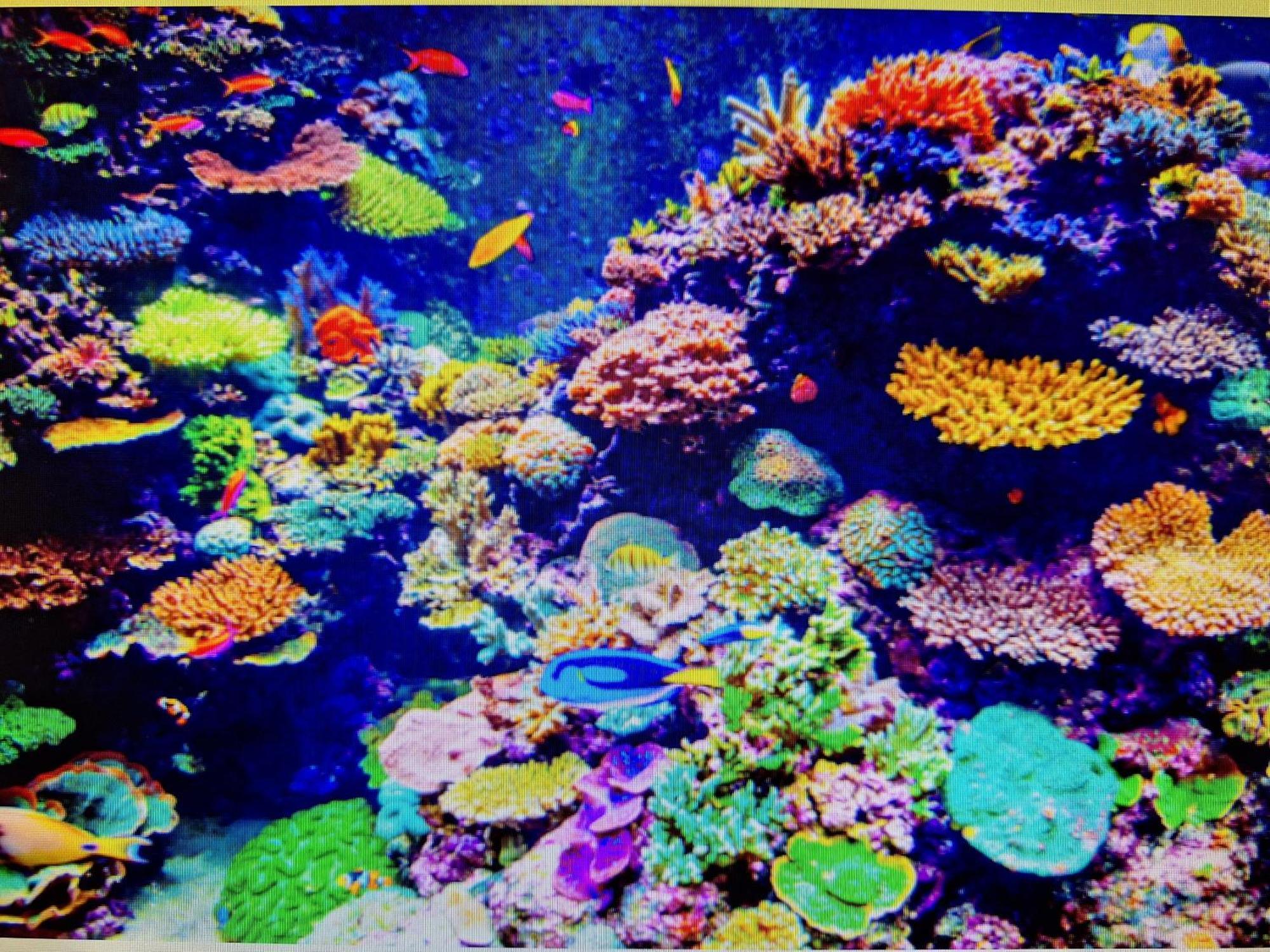 Coral Apartment Târgu-Mureş 外观 照片